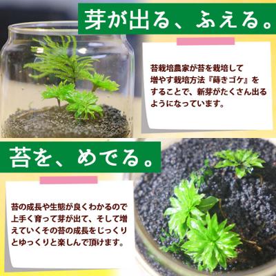 ふるさと納税 西予市 <「めでる」シリーズ:苔テラリウム制作キット オオカサゴケ 5本パック>　インテリア　緑　グリーン |  | 03