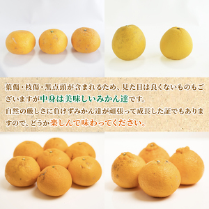 【定期便4回】 訳あり 季節の柑橘4種 各5kg 合計 20kg ポンカン 不知火 甘夏 河内晩柑   柑橘 みかん 果物 フルーツ ゼリー アイス ジュース 定期便  フルーツ定期便 和製 グレープ