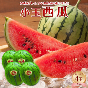 【先行予約】【ＪＡ】小玉西瓜 秀2L×4玉 ※着日指定不可 ※離島への配送不可 ※2026年9月初旬頃～9月下旬頃に順次発送予定 スイカ