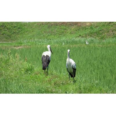 ふるさと納税 朝来市 ご用途いっぱい◆米糠 米ぬか◆2kg |  | 03