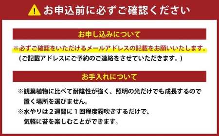 苔テラリウムの制作体験チケット 1名様 