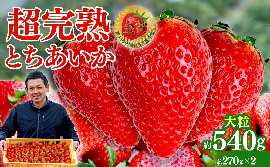 
            いちご 「茂木完熟いちご」　いちご選手権金賞 とちあいか 大粒 約270g × 2パック 合計 約540g【選べる発送月】 | いちご イチゴ 苺 とちあいか ストロベリー 完熟 果物 フルーツ 甘い あまい 大粒 特大 第１回いちご選手権金賞  ブランドいちご くだもの 旬 産地直送 栃木県産 美土里農園 栃木県 茂木町
          