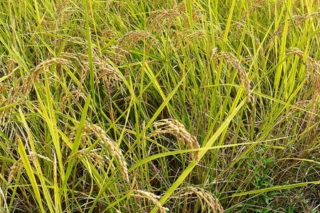 [数量限定／令和7年度米] 日光市産 コシヒカリ 白米 5kg《自然栽培米『日光自然米』／農薬不使用・化学肥料不使用》｜2025年度米 無農薬米 こしひかり オーガニック コシヒカリ 新米 精米 お米