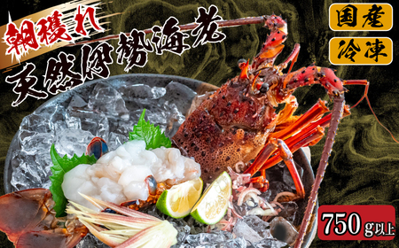 【 伊勢海老 】 天然伊勢海老 750g ～ 850g