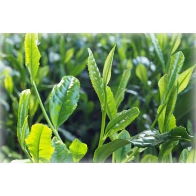 ふるさと納税 日高市 狭山茶品種飲み比べ(21g×2本・55g×4本) |  | 02