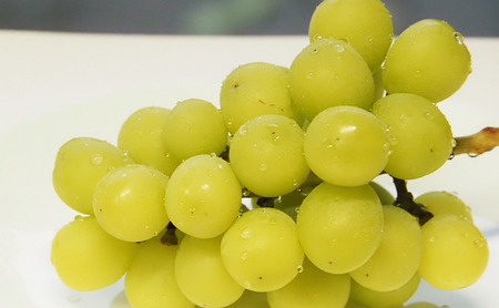 【先行予約】【数量限定】【朝採り当日出荷】信州・長野市川中島平産 ぶどう「シャインマスカット」セット 約1kg（2房） 2026年9月下旬より順次発送