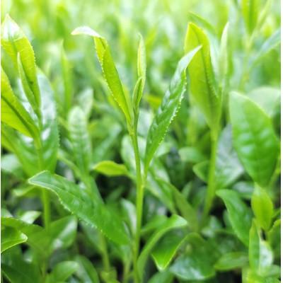 ふるさと納税 さつま町 1番茶オーガニックさえみどりのみ!有機深蒸煎茶 さつま茶日和( 90g×3袋 ) |  | 03