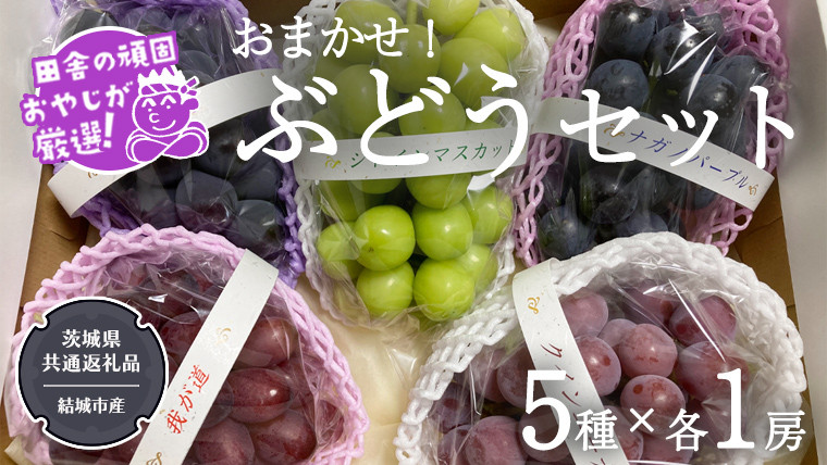 
            おまかせ！ ぶどう セット 5品種×各1房【2025年9月より発送開始】（茨城県共通返礼品 [ぶどう]：結城市産） ぶどう ブドウ 葡萄 果物 フルーツ 茨城県産
          