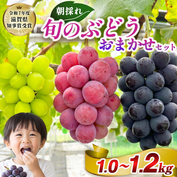 【ふるさと納税】朝採り 旬のぶどう おまかせセット 1.0kg〜1.2kg【令和7年度滋賀県果樹品評会 ぶどうの部1位 滋賀県知事賞受賞】ぶどう ブドウ 葡萄 フルーツ 果物 プレゼント 高級 贈り物 ギフト ※2026年9月～発送