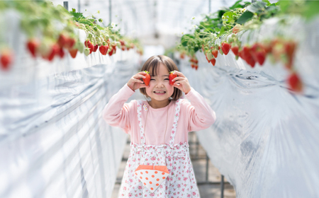 季節の果物狩り 体験チケット（2名様分） フルーツ狩り 親子 子連れ ファミリー 食べ比べ 三次市/平田観光農園[APAA001]