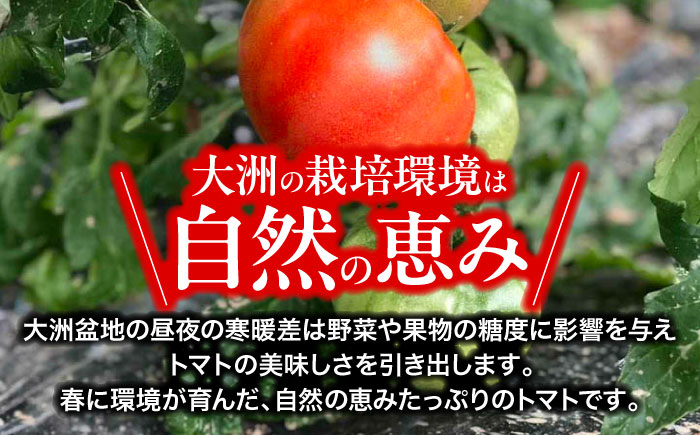 【先行予約】【4月中旬から順次発送】トマト 桃太郎ネクスト 24〜28個入り（約3.5kg〜4kg） 愛媛県大洲市/にのみや農園 トマト とまと tomato 野菜 旬野菜 春夏野菜 [AGDG007