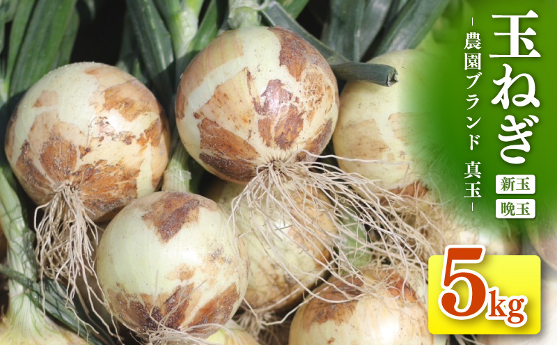 口に広がる優しい甘さの玉ねぎ ～真玉～　5kg(箱の重さ込み）・S097