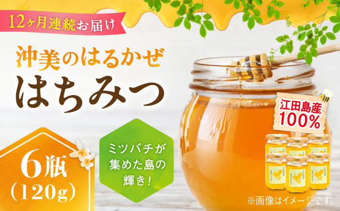 
            【全12回定期便】江田島産100％ はちみつ 『沖美のはるかぜ』120g×6本セット ハチミツ 蜂蜜 国産 広島 江田島市/はつはな果蜂園 [XCD017] ハチミツ 国産蜂蜜 国産はちみつ 国産純粋はちみつ 蜜 蜂蜜 はちみつ ハニー honey 人気ハチミツ 日本蜜蜂 純粋はちみつ 常温 保存 備蓄 防災食 非常食 保存食 産地直送 国産 定期便
          