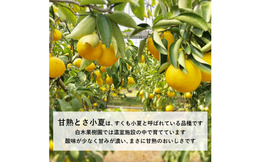 【先行予約】甘熟とさ小夏 約3.5kg 2S～2L こなつ コナツ 果物 フルーツ 柑橘 かんきつ 宿毛小夏 すくも小夏 日向夏 ニューサマーオレンジ 爽やか 甘酸っぱい 果汁 訳あり わけあり おいしい ご自宅用 ご家庭用 お取り寄せ