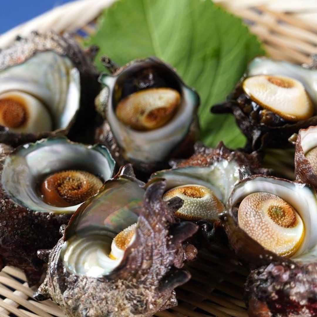 佐渡産 天然活サザエ 2kg195999-0001