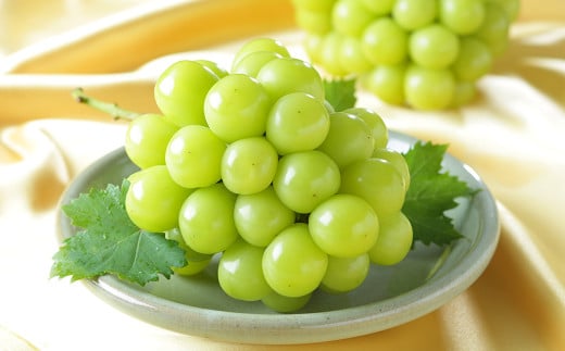 ご家庭用 シャインマスカット 晴王 約400g×1房 【2026年8月下旬～11月下旬迄発送】 岡山 種無し 種なし マスカット 果物 くだもの フルーツ ぶどう ブドウ 葡萄 国産 冷蔵