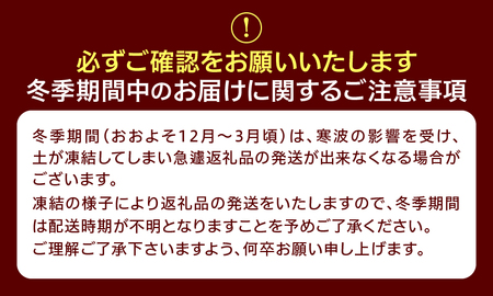 植木　ドウダンツツジ　0.7ｍ