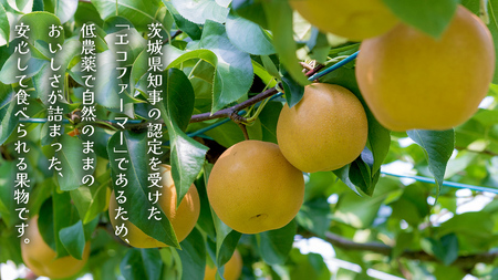 新高 約5kg（茨城県共通返礼品：かすみがうら市） 【2025年9月中旬発送開始】 梨 数量限定 なし ナシ フルーツ 果物 旬 産地直送 [FF005sa]