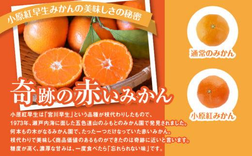 【訳あり】ご家庭用小原紅早生みかん(サイズおまかせ)　約2.5kg【11月下旬～1月下旬配送予定】｜早生ミカン みかん 早生みかん 訳アリ 訳あり 不揃い 家庭用みかん 甘い フルーツ くだもの 果物