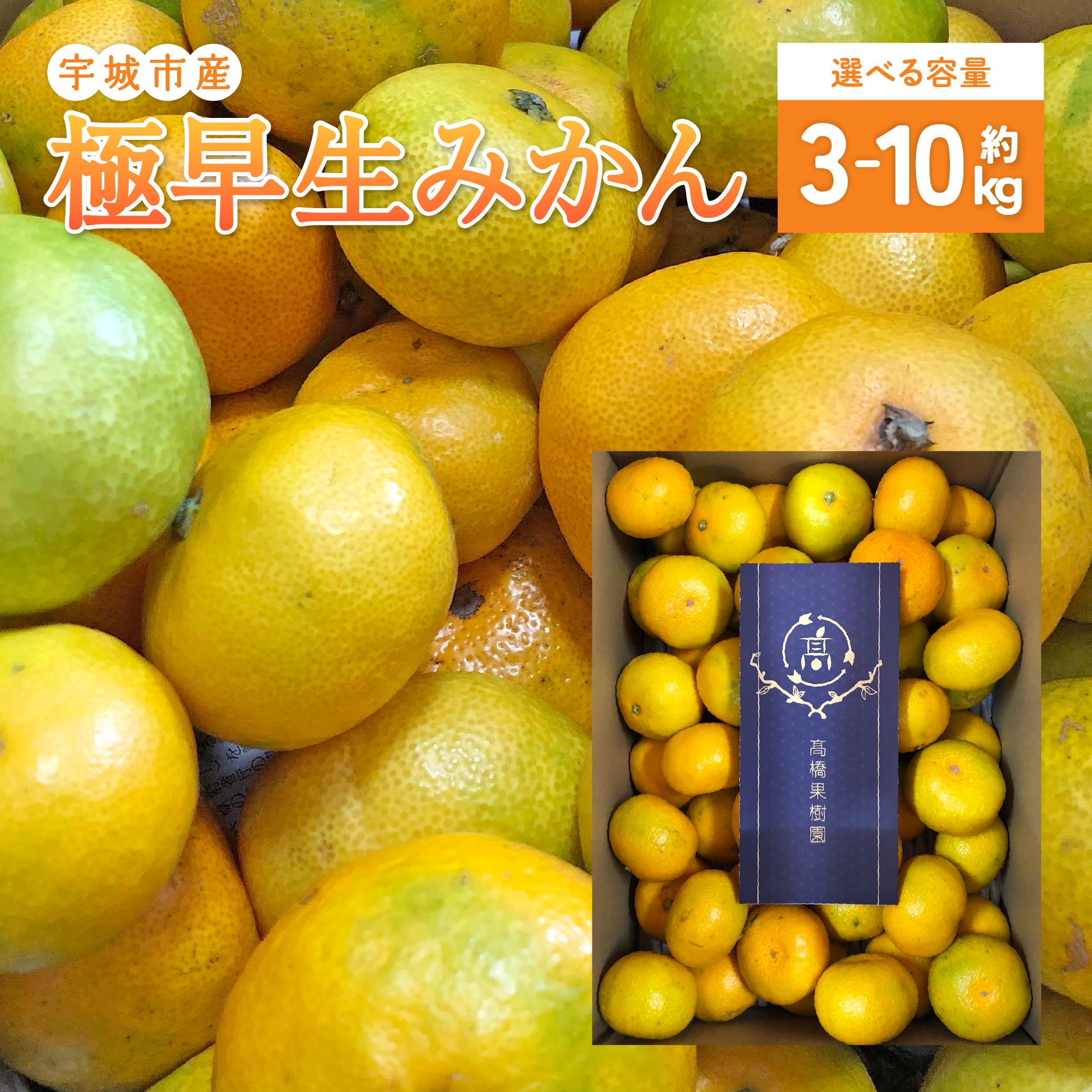 【ふるさと納税】 極早生みかん 【選べる容量】(約3kg/約5kg) サイズ不揃い 3S〜Sサイズ 【2025年9月上旬から10月下旬発送予定】 みかん 蜜柑 温州みかん 国産 九州産 熊本県産 高橋果樹園