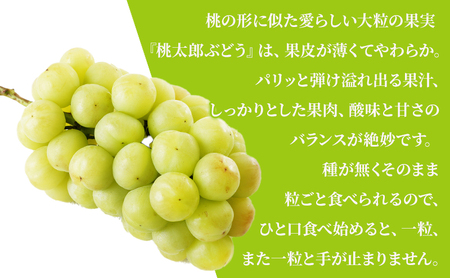ぶどう 2027年 先行予約 桃太郎 ぶどう 1房（800g以上）化粧箱
