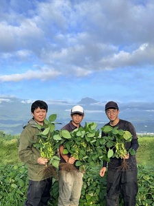 北杜市明野産枝豆　「愛豆(ういまめ)」2.2㎏　(550g×4袋) 枝豆 えだまめ 2.2kg 550g×4袋 【期間限定】 愛豆(ういまめ) 上品な甘み 食べごたえ抜群 おつまみ ビール 冷蔵 山梨