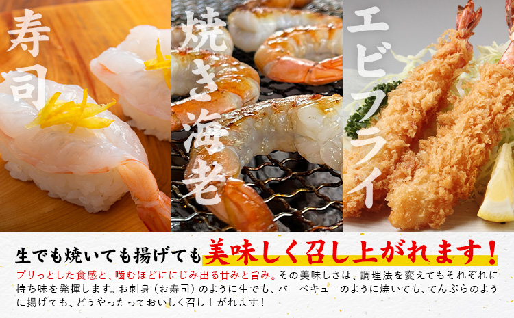 天草産 天然車海老 約400g 海鮮 海産物 海の幸 シーフード 海老 エビ えび クルマエビ 車海老 車エビ 車えび 《30日以内に出荷予定(土日祝除く)》熊本県 苓北町 天草 天草漁業協同組合苓北