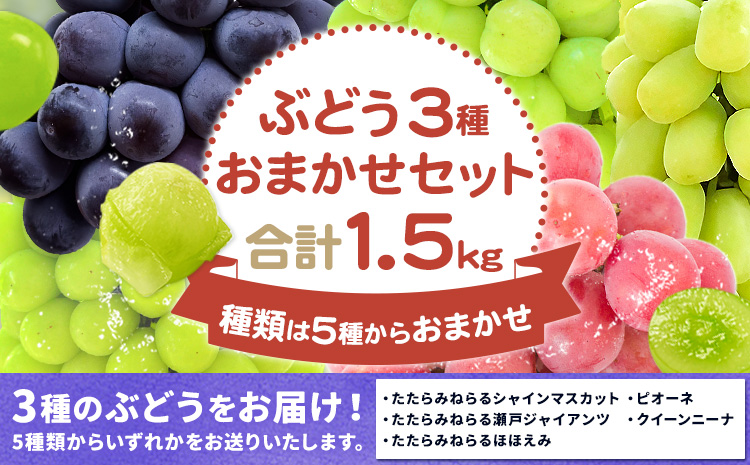 ぶどう3種類おまかせセット たたらみねらるシャインマスカット たたらみねらる瀬戸ジャイアンツ たたらみねらるほほえみ ピオーネ クイーンニーナ Y&Gディストリビューター株式会社《9月上旬-10月下旬頃出荷》 岡山県 笠岡市