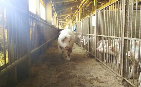 豚肉 農林水産大臣賞受賞 京丹波高原豚 モモ 1.3kg 小分け 豚肉