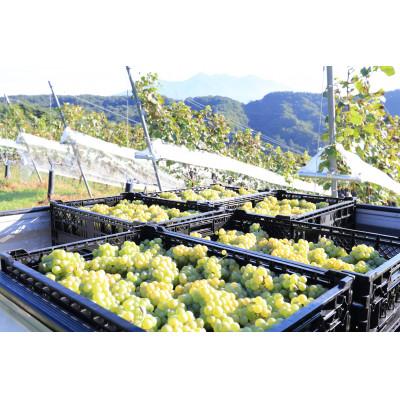ふるさと納税 韮崎市 淡路結 シャルドネ 2024　750ml×2本セット |  | 01