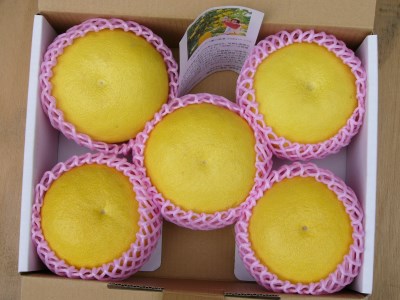 龍馬がゆく園芸の土佐文旦3kg贈答用