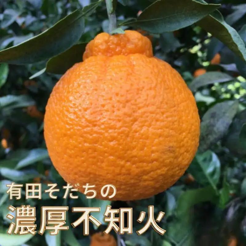 【先行予約】有田育ちの濃厚 不知火 ( デコポン と同品種)( 訳あり 家庭用 )  5kg+200g(痛み補償分)　※北海道・沖縄・離島配送不可【ard021C】