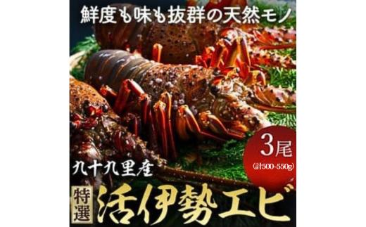 【 先行予約 2026年度発送】 特選活伊勢エビ 3尾 （500～550g） 伊勢エビ 伊勢 海老 生きたまま発送 活 生  伊勢海老 九十九里 九十九里浜 九十九里産 千葉 エビ 特選 刺身 生食用 海鮮 海産物 魚介 新鮮 高級 人気 国産 天然 直送  お祝い ギフト おすすめ 送料無料 冷蔵 千葉県 旭市 不動丸 fdm036