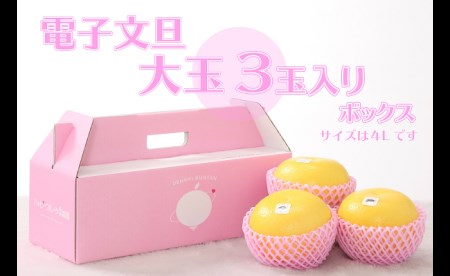 電子文旦 3玉（大玉）贈答用 文旦