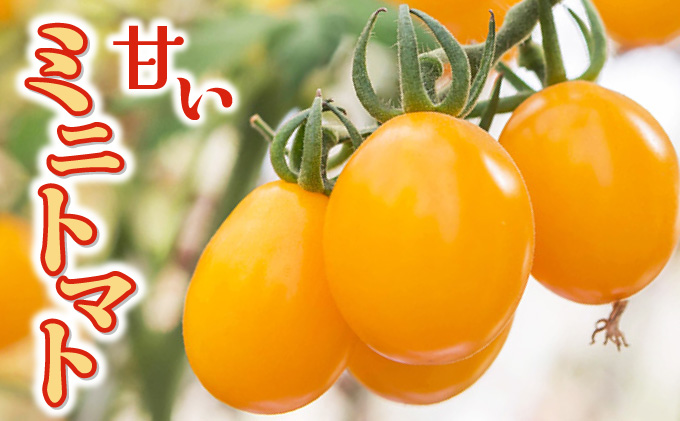 【先行販売】【ファーム雫】甘さにこだわった濃厚オレンジミニトマト ２kg【a127-004】