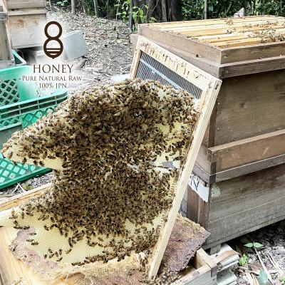 ふるさと納税 羽島市 早春の初搾り(はちみつ)300g×2本 |  | 03
