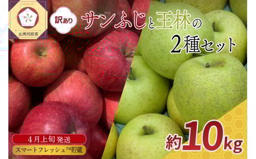 【2026年4月上旬発送】りんご 10kg 程度 訳あり サンふじ と 王林 セット スマートフレッシュTM貯蔵 青森県五所川原市 春発送 4月