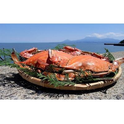 ふるさと納税 太良町 鮮魚仲買い!坂口商店の竹崎カニ! 約0.8〜1.2kg(2〜3匹)　Q4