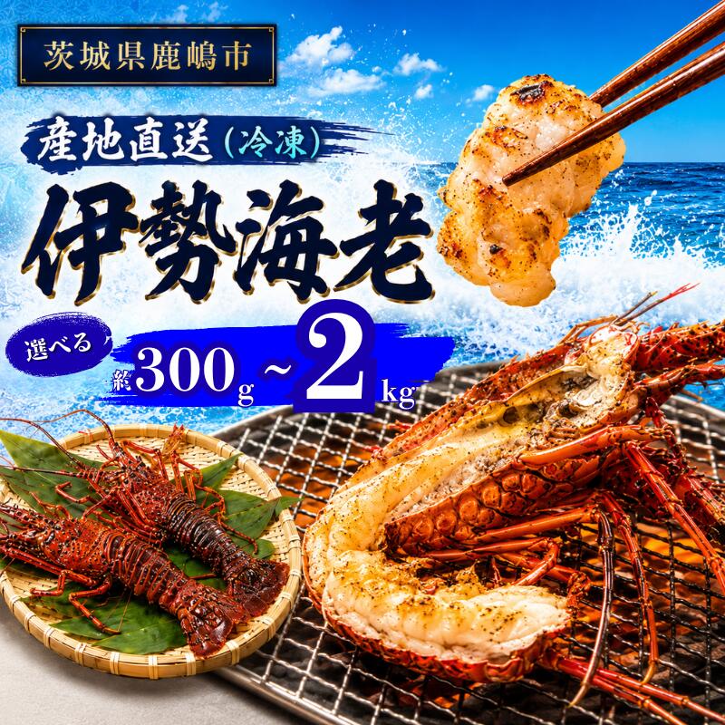 【ふるさと納税】 伊勢海老 冷凍【選べる】 300g～2kg 送料無料 お取り寄せ 国産 天然 産地直送 国産 鹿島灘 鹿島灘産 厳選 伊勢エビ エビ 海老 イセエビ 海鮮 シーフード 加熱 味噌汁 鍋 グリル 焼き物 バーベキュー 贈答 贈り物 お中元 ギフト 仲野水産 茨城県 鹿嶋市