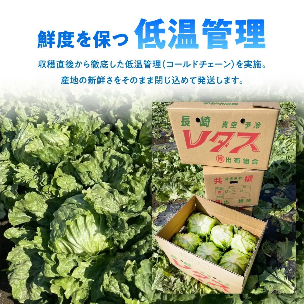 2026年 12月-発送 レタス約8kg [SGU005] レタス
