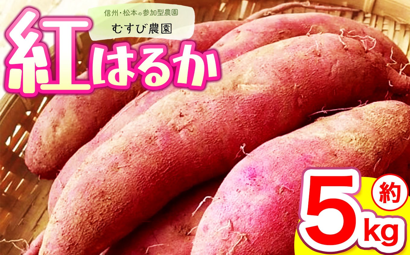 
            信州・むすび農園のさつまいも（紅はるか）約5kg | 農薬不使用 化学肥料不使用 植物性肥料 無農薬 旬の野菜 野菜 やさい さつまいも サツマイモ ヘルシー 健康 長野県 松本市
          