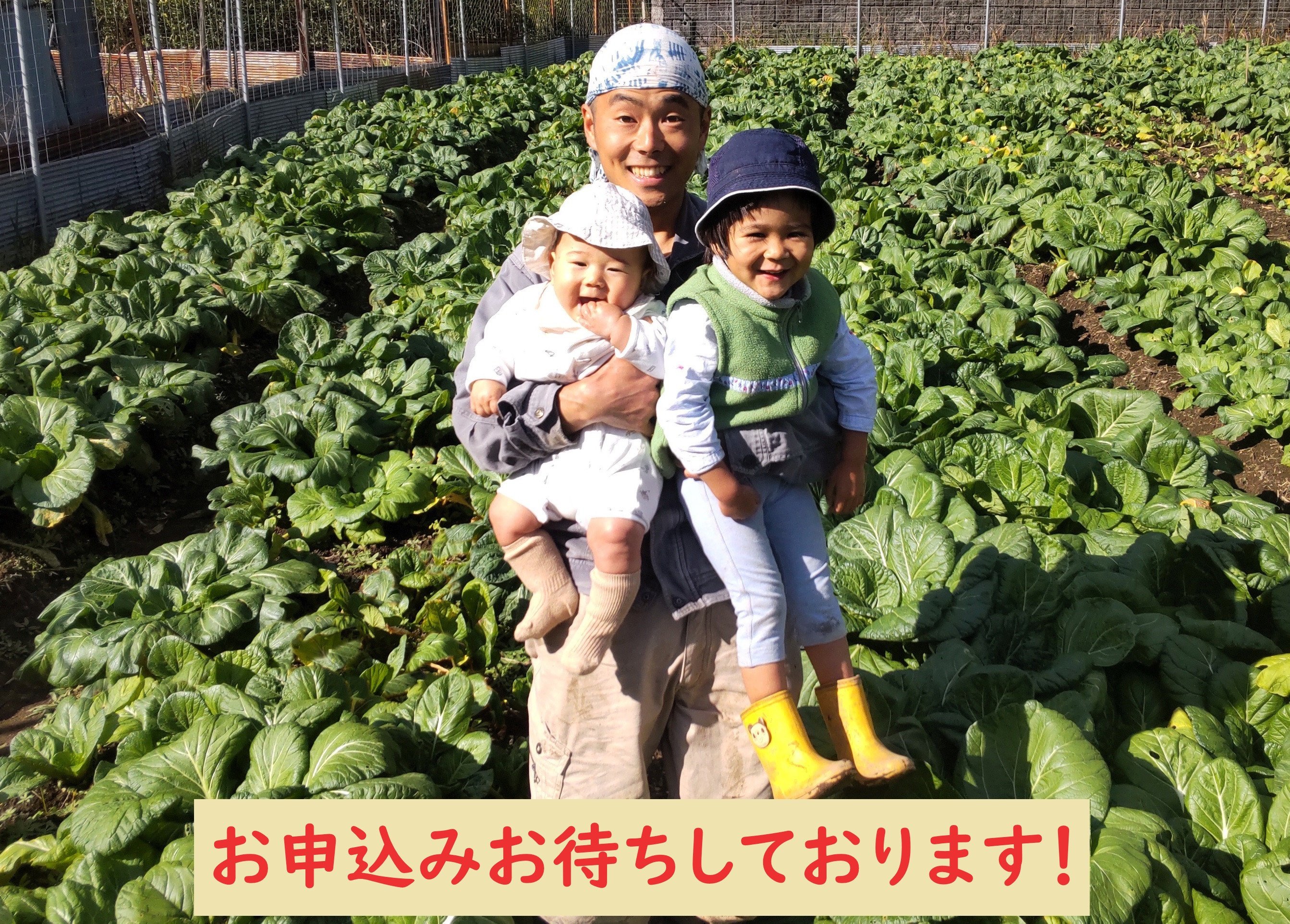 
【自然栽培】大和の伝統野菜 下北春まな500g 草野自然農園 国産野菜
