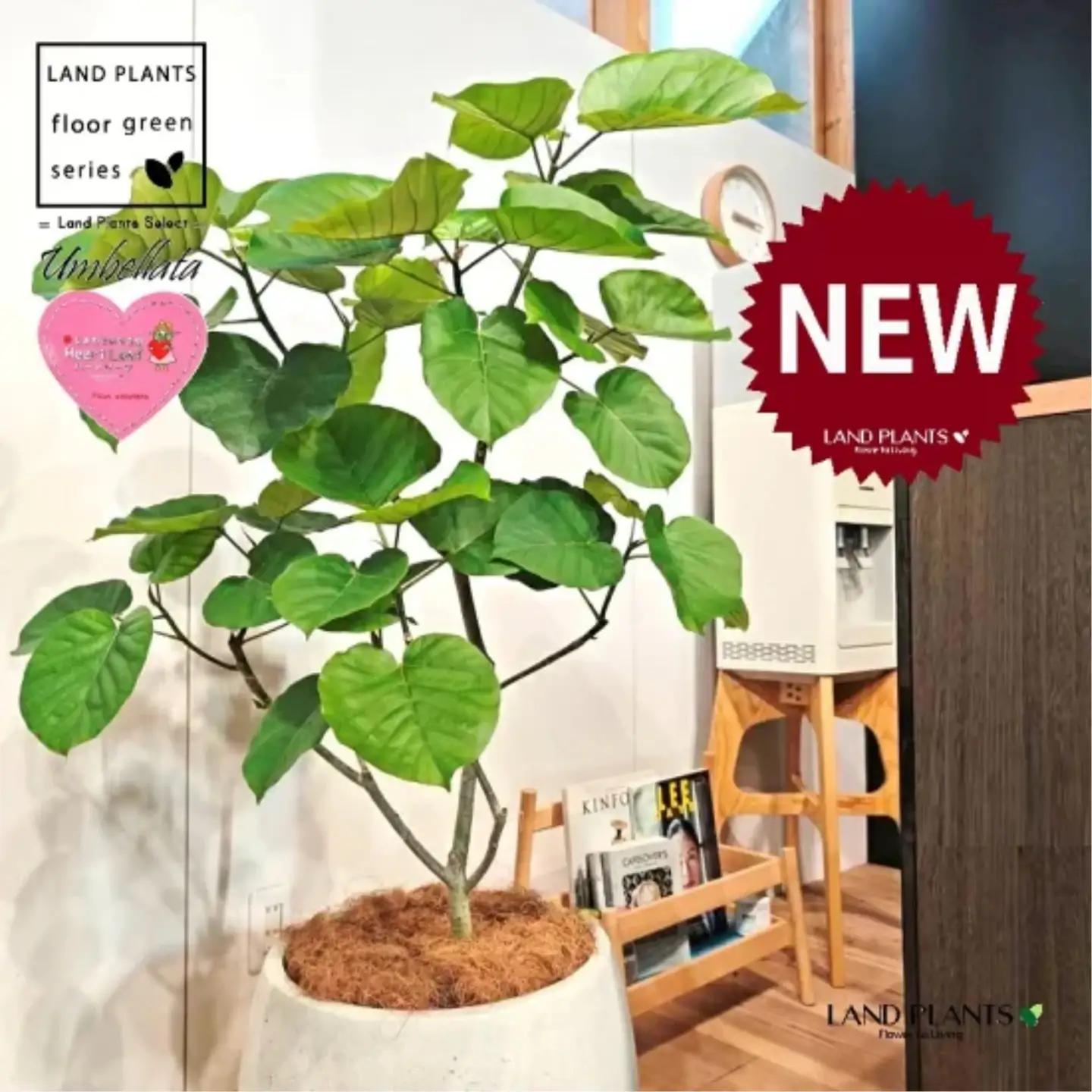 ウンベラータ （低木仕立ての自然樹形） 10号 白色 ぽってり スタイリッシュ 植木鉢 1鉢 【内部受皿・ココファイバー】 フィカス フィカスウンベラータ ゴム ゴムの木 ウランベータ ウンダベータ 