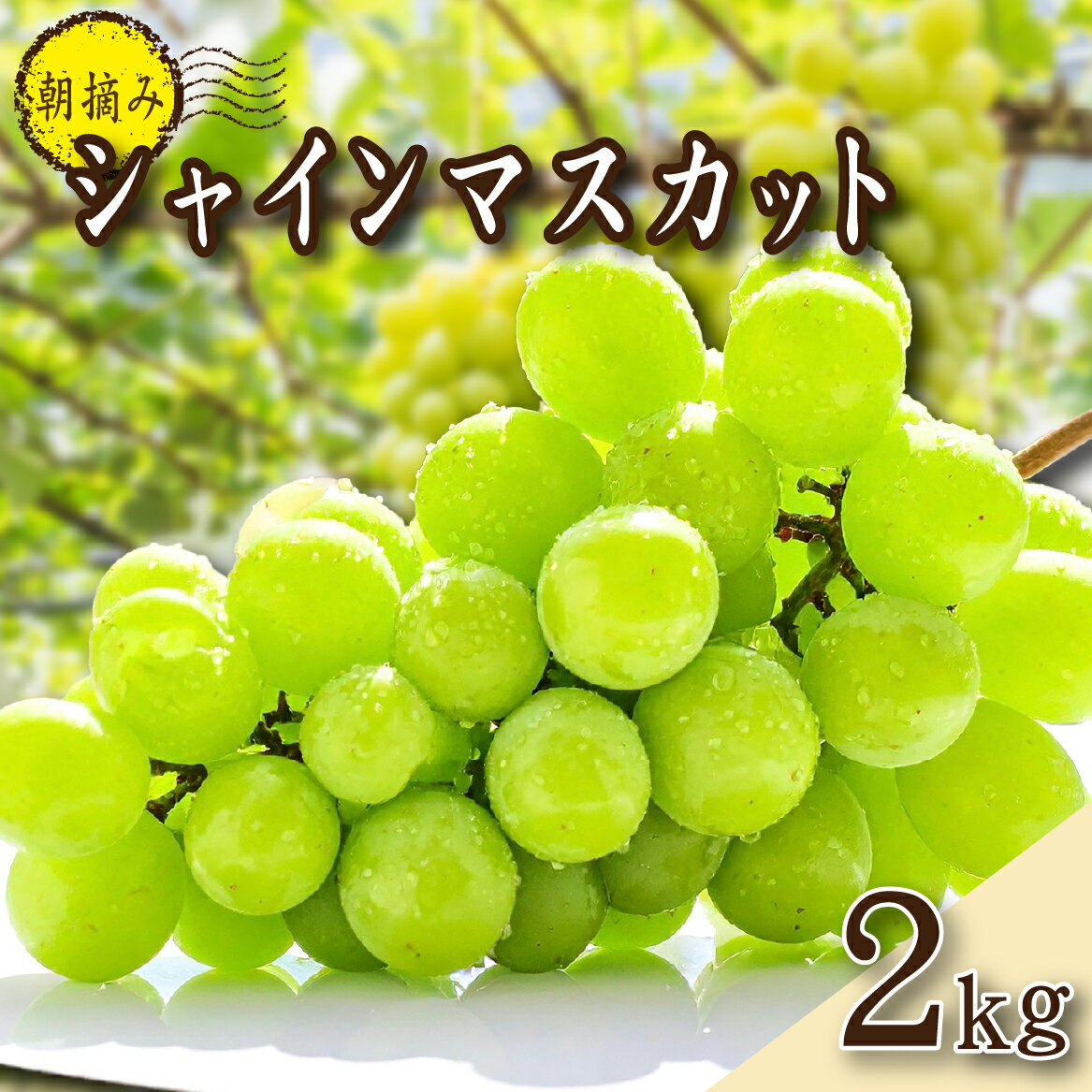 【ふるさと納税】【2026年発送 先行予約】朝摘み樹上完熟シャインマスカット 2kg程度（ブドウ ぶどう シャインマスカット フルーツ 先行受付 2026 宮崎県）