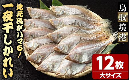 一夜干しかれい 大サイズ！(12枚) 国産 魚介 干物 干し物 海の幸 エテカレイ 冷凍 おかず おつまみ お土産 【sm-DG005-C】【木村鮮魚店】