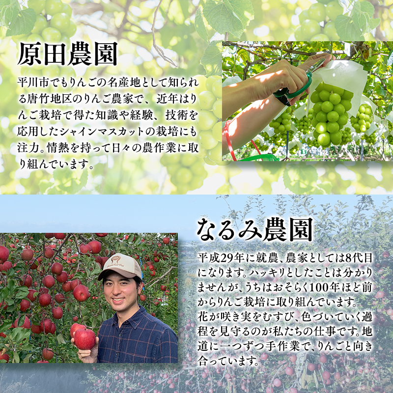 青森フルーツ満喫便　家庭用 りんご＆シャインマスカット 2回定期コース【hi-0999-010】