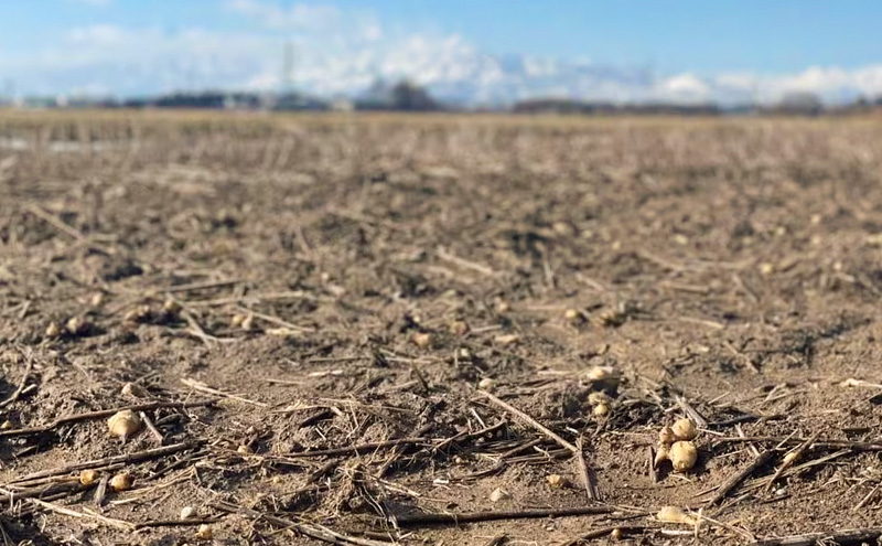 【定期便・全4回】きく芋の醤油漬け 3袋セット×4回　菊いも　きく芋　菊芋　新潟県上越産　芋　いも　イモ 