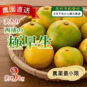 訳あり みかん 極早生 3kg 西浦 蜜柑 柑橘 オレンジ ミカン ( 数量限定 みかん 果物 みかん フルーツ みかん 柑橘 みかん 国産 )