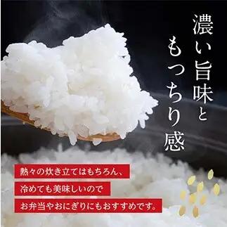 FK7-0275_【6カ月定期】【嘉島町産】くまさんの輝き 10kg 米 お米 コメ ごはん ご飯 食品 九州 熊本県 熊本 嘉島