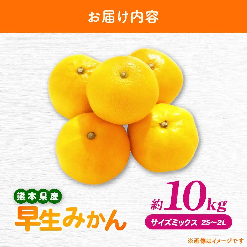 【先行予約】 早生みかん 2S-2L 約10kg みかん 蜜柑 柑橘 フルーツ 果物 【日本フルーツ株式会社】[ZFJ058]